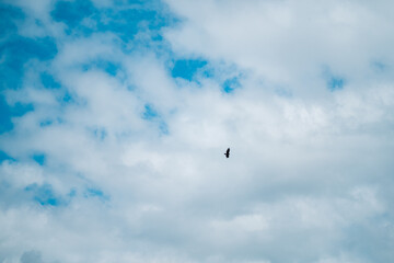 Solitary Bird Soaring Beneath an Expansive Blue Sky With Wisps of White Clouds, Capturing a Sense of Freedom and Serenity in Nature's Open Spaces
