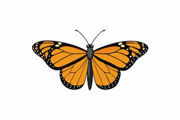 butterfly isolated on white