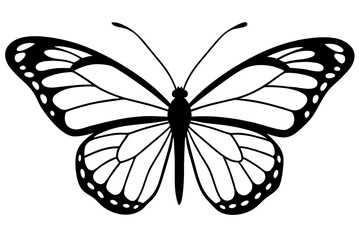 butterfly illustration