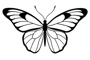 black and white butterfly