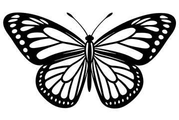 black and white butterfly