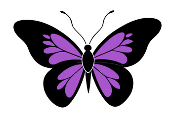 butterfly on a white background