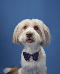 A white fluffy dog is styled with a navy blue bow tie, sitting confidently on a blue studio backdrop. The combination of soft fur and formal attire creates a polished and charming portrait.