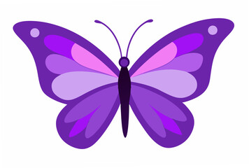 butterfly illustration