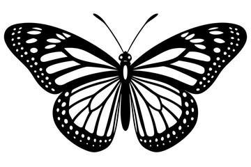 butterfly illustration