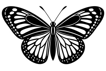 Fototapeta premium butterfly isolated on white background