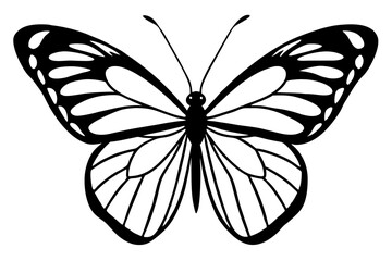 butterfly illustration