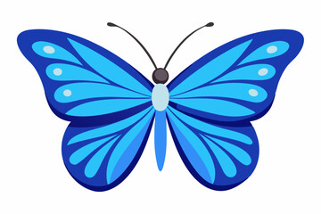 butterfly on white background