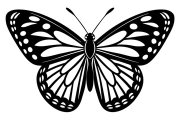 butterfly illustration