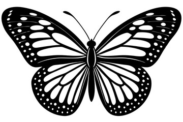 black and white butterfly