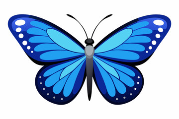 butterfly isolated on white background