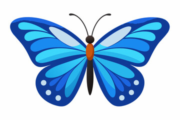 butterfly isolated on white background