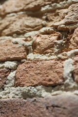 A closeup of a textured brick wall, highlighting various natural elements within