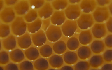 Macro Shot of a Honeycomb