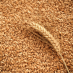 wheat background