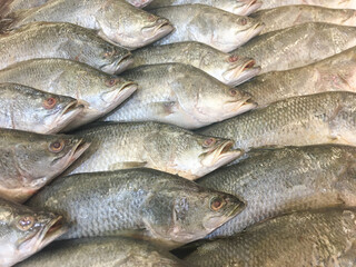 Fresh Seabass Harvest on ice