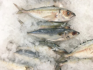 Fresh Mackerel on Ice