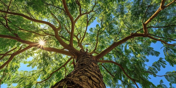 Gazing up at the sky while nestled beneath a lush green moringa tree, one can fully appreciate the beauty and serenity that the moringa tree offers in its vibrant and inviting shade.