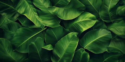 Fresh green leaves with a tearing banana texture create a vibrant backdrop. The fresh appearance of the tearing banana leaf enhances the overall aesthetic of this green foliage background.