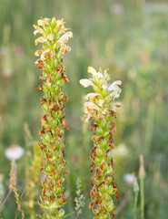 photos of yellow flowers growing in rural areas