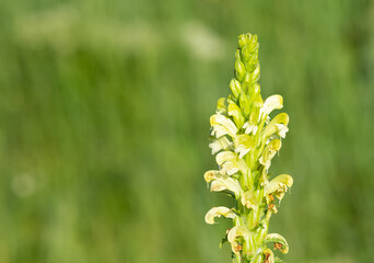 photos of yellow flowers growing in rural areas