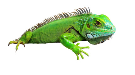 Colorful iguana resting on a surface.