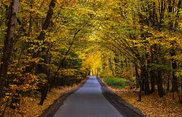 Obraz premium Pathway in autumn forest