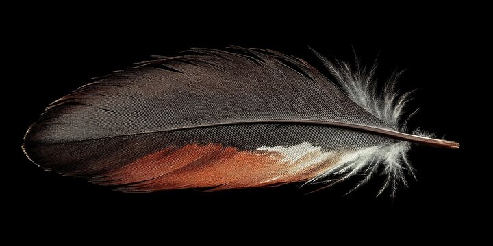 Bird feather displayed on a dark background, highlighting the intricate details and textures of the bird feather contrasted against the black, enhancing the beauty of the bird feather itself.