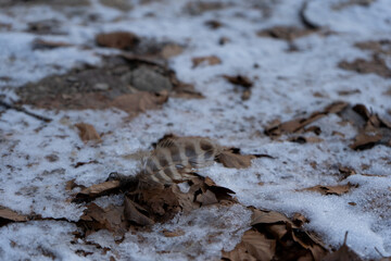 piuma sulla neve