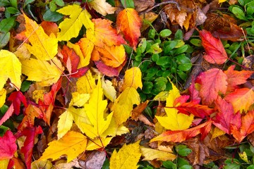 Autumn foliage in the garden, Sainte-Apolline, Québec, Canada