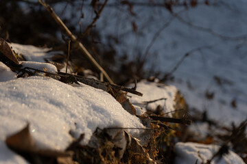 rami sulla neve