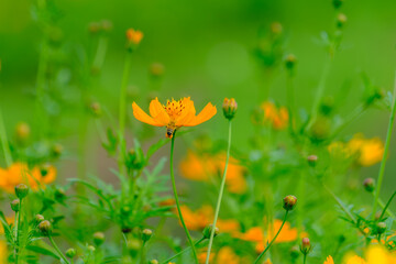オレンジ色のコスモスにとまるミツバチ