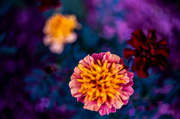 A fantastic and romantic flower bed
