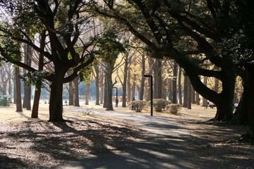 代々木公園の風景