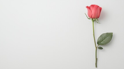Fototapeta premium Isolated red rose blooms floral photography with minimalist charm