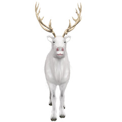 3D rendered beautiful reindeer isolated on transparent background