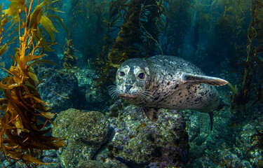 Sea lion underwater. Underwater seal