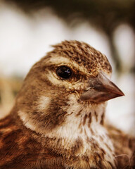 Close up of a Linaria cannabina