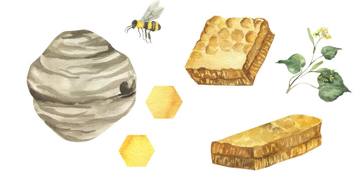 Honeycomb pieces, yellow hexogen elements, flying bee, linden branch and beehive watercolor isolated elements. Hand drawn honey collection illustration for concept, web, poster ,business design