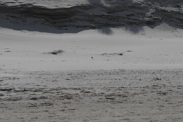 Gray sand dune with small vegetation and a bird.  A shadow from the dune's edge is visible.