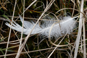 Close-up of a delicate white feather nestled amongst dried grass and moss.  Nature's artistry.
