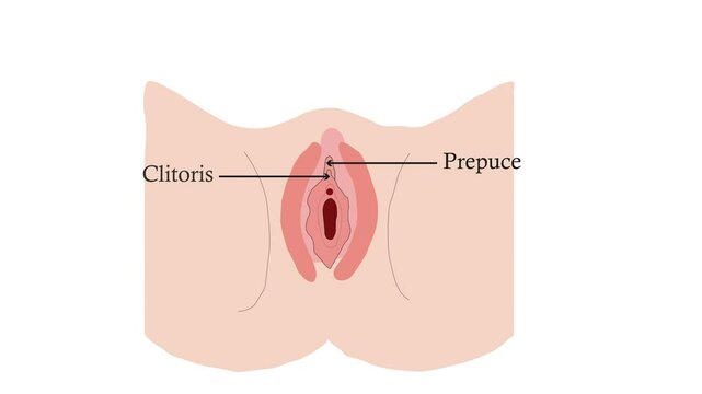 Female genital system. Anatomy of the female reproductive system. Video illustration 4K.