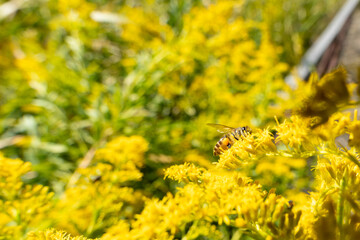 黄色い花とミツバチ