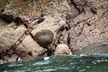 Vibrant Sun Starfish (heliaster helianthus) Resting on Rocky Coastal Habitat of Islas Ballestas Paracas Peru
