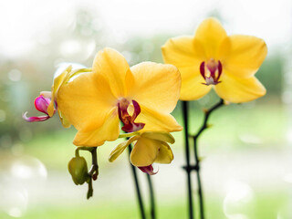 Two yellow orchids with red petals are in a vase. The flowers are by a window and the light coming through the window is shining on them. Nature beauty concept.