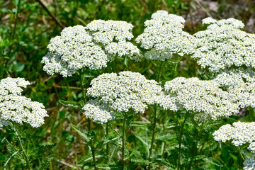 Obraz premium white flowers growing spontaneously in nature