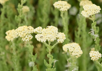 white flowers growing spontaneously in nature