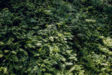 Landscape Green plants in dense forest, ferns growing in shade outdoors