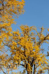 Autumn scenery of Suzhou Liuyuan Garden, towering ginkgo trees, photographed in Suzhou, Jiangsu, China