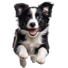 Fototapeta premium A black and white border collie puppy with its mouth open and tongue out is jumping up towards the camera.